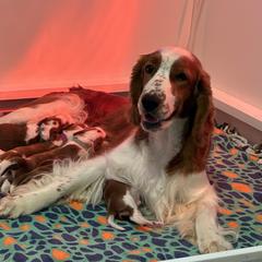 NortonxJuliet - Red and white male Welsh Springer Spaniel puppy in Bloomington, Indiana from Clussexx Kennels
