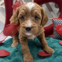 Cavapoo puppies from Desert Valley Doodles