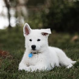 Berger Blanc Suisse puppies from Fireside Fernweh WSS & Kriegerseele GSD