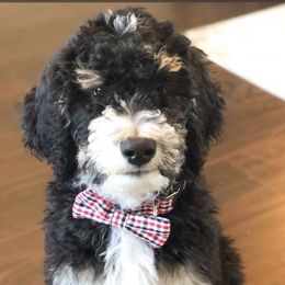 Bernedoodle Puppies from Doodles of Tampa Bay