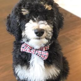 Bernedoodle Puppies from Doodles of Tampa Bay