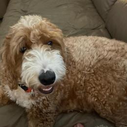Addy - Goldendoodle