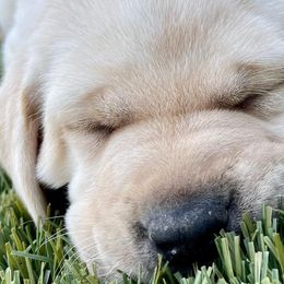Labrador Retrievers from Benvenuti Ranch Labradors