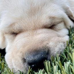 Labrador Retrievers from Benvenuti Ranch Labradors