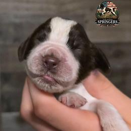 Columbus - Liver white and roan male English Springer Spaniel puppy in Ocoee, Tennessee from Ocoee Mountain Springers
