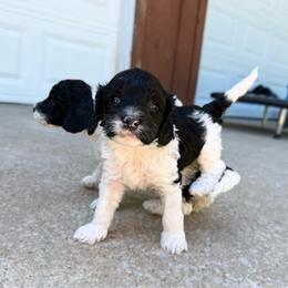 Marlie - Black female Australian Labradoodle puppy in Wamego, Kansas from Doodles of Oz