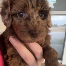 Elsa - Merle female Goldendoodle puppy in Decatur, Texas from Scherrer Sweet Goldendoodles