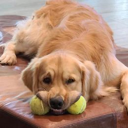 Golden Retriever All Grown Up from Goose Ridge Retrievers