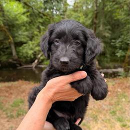 Taco - Black and white male Aussiedoodle puppy in Mulino, Oregon from Korbella Farm