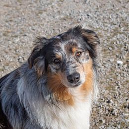 Australian Shepherd All Grown Up from Kingdom Dreams Australian Shepherds