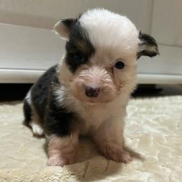Pie - Black and tan male Pembroke Welsh Corgi puppy in Decatur, Texas from Bar S Corgis