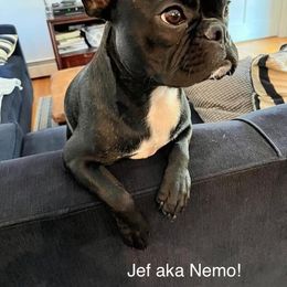 Companion Cross All Grown Up from Lady Liberty Frenchtons