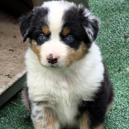Iceman - Blue merle male Miniature Australian Shepherd puppy in Spirit Lake, Idaho from Gemstone Ridge Mini Aussies
