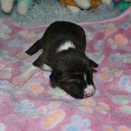 Brindle male, 1 - Brindle and white male Basenji puppy in Eugene, Oregon from Basenji Puppies