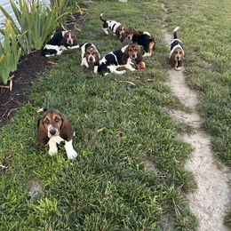 Basset Hound Puppies from TopCrop Bassets