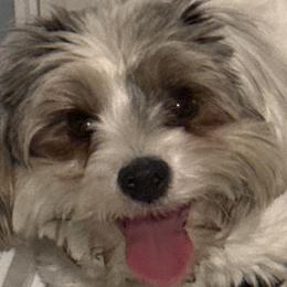 Jazzy - Yorkshire Terrier