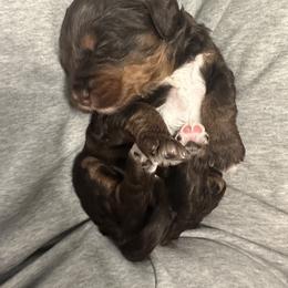 Bernedoodle Puppies from Bernied00dle Love