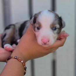 Spur - Blue merle male Miniature Australian Shepherd puppy in Lithia, Florida from Waterford Doodle Farm