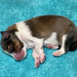 Starbuck - Sable and white male Shetland Sheepdog puppy in Ashland, Ohio from Myers Horse Farms, Inc