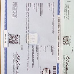 Poodle All Grown Up from Bluemist Kennel