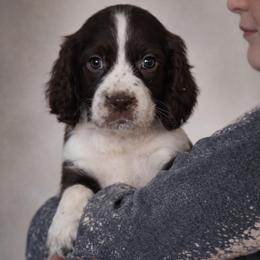 Hula - Liver and white female English Springer Spaniel puppy in Florida from Thunderbird Springers