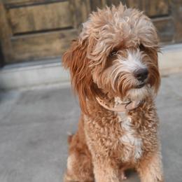 Roo - Bernedoodle