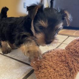 Yorkshire Terrier Puppies from The Yorkie House