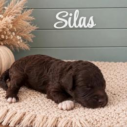 Silas - Chocolate male Goldendoodle puppy in Charlotte, North Carolina from Hopeful Heart Doodles
