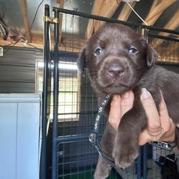 Black - Chocolate male Labrador Retriever puppy in Newton Grove, North Carolina from Wayalife Labradors & Gsp’s