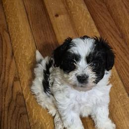 Maltipoos and Shichons from Kelli's Kennels