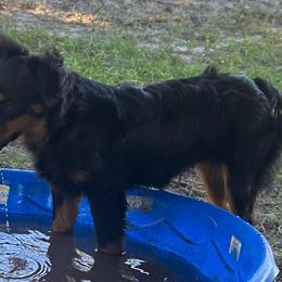 Alice - Black tri female Miniature Australian Shepherd puppy in Sulphur, Louisiana from Triple J Aussies and Corgis