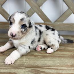 Boy 3 - Blue merle male Australian Shepherd puppy in Volant, Pennsylvania from Addie's Aussies