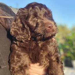 Australian Cobberdog Puppies from Heartland Hills Australian Cobberdogs