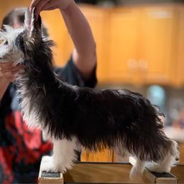 Bloom - Black white and tan female Chinese Crested puppy in Brooksville, Florida from Ariella Standard Poodles & Chinese Cresteds