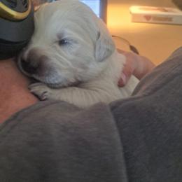 Golden Retriever Puppies from Mountain Sky Goldens