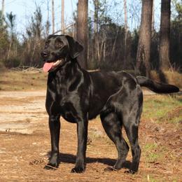Labrador Retrievers from Long Creek Labradors