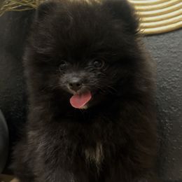 Boy 2 - Black Pomeranian puppy in Muskogee, Oklahoma from Wonderlust Pomeranians
