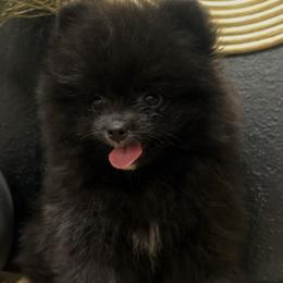 Boy 2 - Black Pomeranian puppy in Muskogee, Oklahoma from Wonderlust Pomeranians