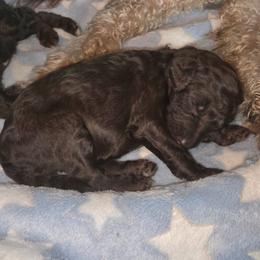 Dixie-lavender collar - Brown female Bernedoodle puppy in Aurora, Colorado from Simply Amazing Doodles