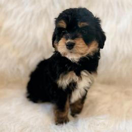 Joey - Black tri-color male Aussiedoodle puppy in Orleans, Indiana from Mae Blossom Puppies