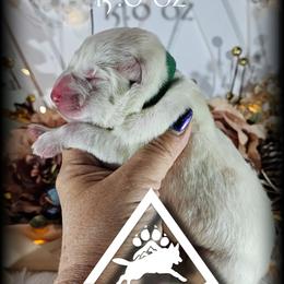 Apollo - White male German Shepherd puppy in Sequim, Washington from German Shepherd Haus