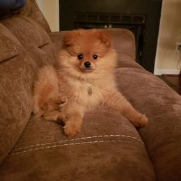 Pomeranian Puppies from Donna Gaspich