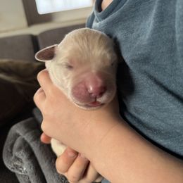 Male puppy pick 5 - Light golden male Golden Retriever puppy in Colville, Washington from Columbia Ridge Goldens
