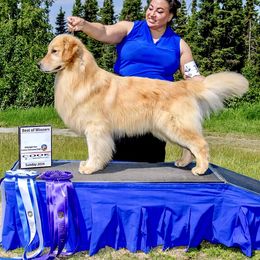 Lance - Golden Retriever