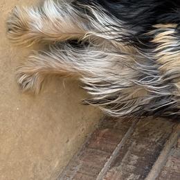Yorkshire Terrier Puppies from Yorkielicious Yorkies