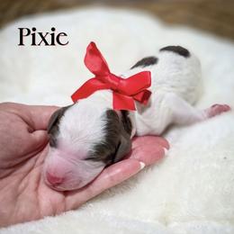 Pixie - Parti female Double Doodle puppy in Cleveland, Tennessee from Edgewater Doodles & Designer Pups