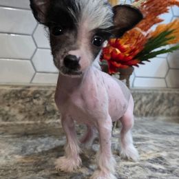 Wyatt - White and black male Chinese Crested puppy in Clarksville, Tennessee from Andrews Chinese Cresteds and Euro Bassets