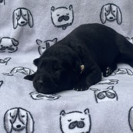 German Shepherd Puppies from Fancy GSDs