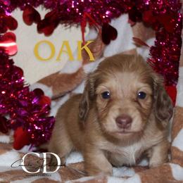 Oak - Cream male Dachshund puppy in Huntington, Texas from Camacho_Dachshunds