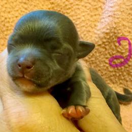 Girl 2 - Blue and white female Chihuahua puppy in Brooklyn, Connecticut from Ladybug Chihuahuas